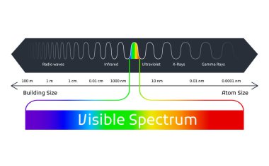 Spectrum wavelength. Visible spectrum color range. Educational physics light line. Light wave frequency. Wavelengths of the visible part of the spectrum for human eyes.