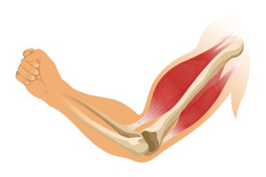 İskeletli kol kasları. Beyaz arka planda insan elinin kas gerilimi. Erkek siluetinde kemikler ve eklemler. Klinik ya da hastane için el illüstrasyonu.