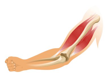 İskeletli kol kasları. Beyaz arka planda insan elinin kas gerilimi. Erkek siluetinde kemikler ve eklemler. Klinik ya da hastane için el illüstrasyonu.
