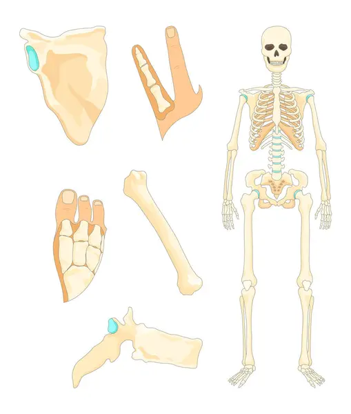 stock vector Bones type skeleton. Educational anatomical diagram element. Bone example. Educational medical vector illustration.