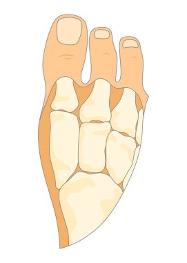 Kemik tipi iskelet. Eğitici anatomik diyagram elementi. Kemik örneği. Eğitimsel tıbbi vektör illüstrasyonu.