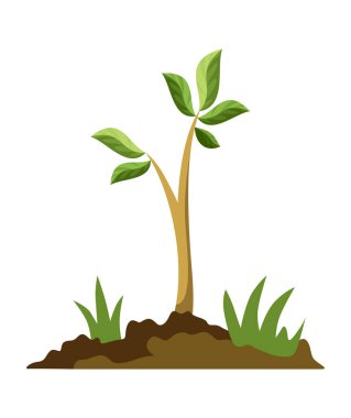 Ağaç yetiştirme aşaması. Yeşil yapraklı ve dallı küçük bir ağaç. İş döngüsü gelişiminin gösterimi.