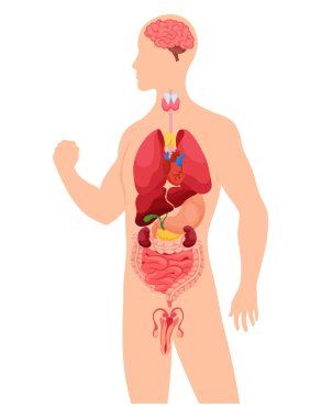 İnsan vücudunun iç organları. Tıbbi bilgi grafikleri, eğitim sistemi anatomi konsepti. İç organları olan insan vücudunun bölüm görüntüsü.