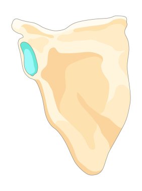 Kemik tipi iskelet. Eğitici anatomik diyagram elementi. Kemik örneği. Eğitimsel tıbbi vektör illüstrasyonu.