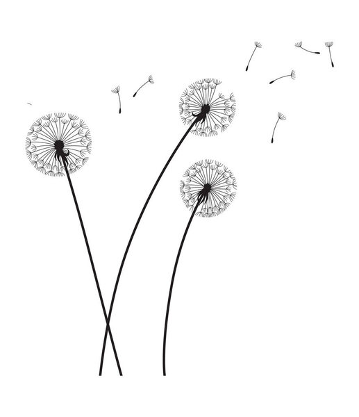 Одуванчик ветер фоне. Черный силуэт с одуванчиками на белом. Абстрактные летающие семена. Декоративная графика для печати. Цветочный дизайн сцены.