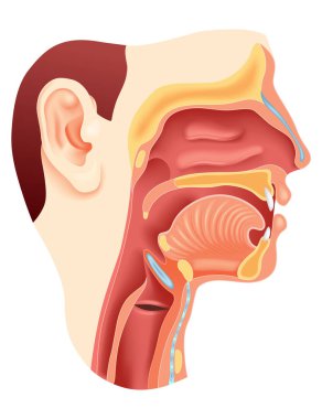 Burun ağız gırtlağı anatomisi. İnsan Boğazı ve Ağzı Araştırma ve Araştırma İçin Kapsamlı ve Detaylı Anatomi.