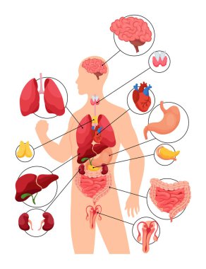 İnsan vücudunun iç organları. Tıbbi bilgi grafikleri, eğitim sistemi anatomi konsepti. İç organları olan insan vücudunun bölüm görüntüsü.