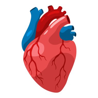 Özel işlevli kalp kası dokusu. Tıbbi poster çizimi. Bilim eğitim sembolü.