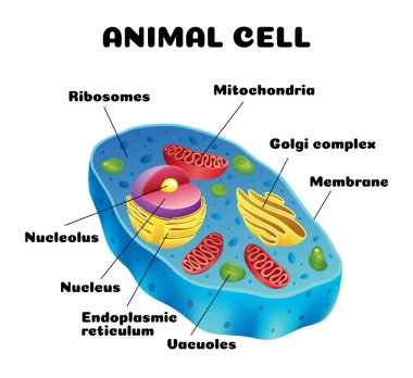 Detaylı eğitici diyagramı ve etiketli gerçekçi vektör çizimi olan hayvan hücre anatomisi bilgi grafikleri.