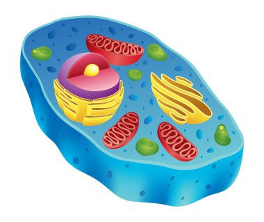 Detaylı eğitici diyagramı ve etiketli gerçekçi vektör çizimi olan hayvan hücre anatomisi bilgi grafikleri.