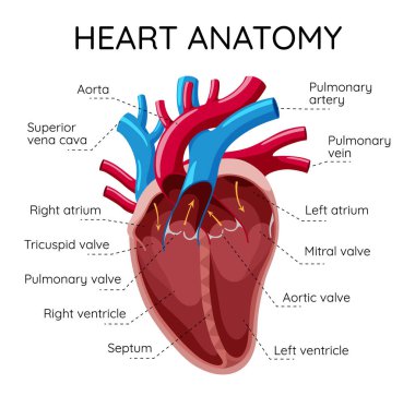 İnsan kalbi anatomisinin eğitici bir gösterimi, önemli bileşenleri ve kan damarlarını vurguluyor