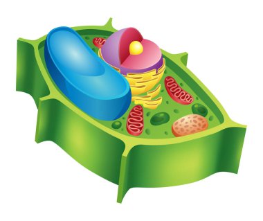 Bitki hücre anatomisi yapısının vektör çizimi. Eğitimsel bilgilendirme.