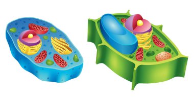 Hem hayvan hem de bitki hücrelerinin temel bileşenlerini gösteren kapsamlı ve ayrıntılı bir illüstrasyon.