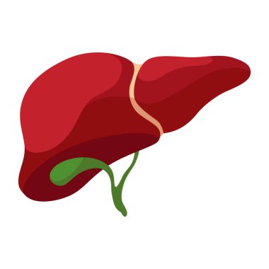 İç organ, karaciğer, bilgi posteri. Tıbbi anatomi bilgi elementi. Tıp konsepti, sağlık sigortası. Vektör illüstrasyonu.