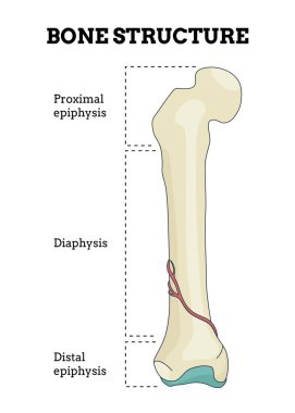 Kemik yapısı. Biyolojik eğitici poster tasarımı. İnsan kemiği anatomisi entrikası. Beyaz arkaplanda izole edilmiş ayrıntılı bilgiye sahip düz vektör illüstrasyonu.