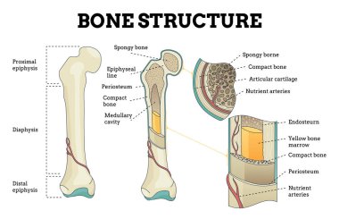 Kemik yapısı hazır. Biyolojik eğitici poster tasarımı. İnsan kemiği anatomisi entrikası. Beyaz arkaplanda izole edilmiş ayrıntılı bilgiye sahip düz vektör illüstrasyonu.