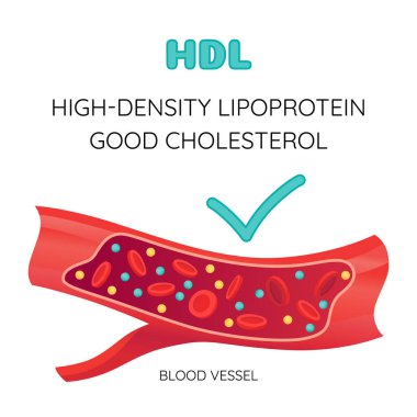 Type of cholesterol in human blood vessels. Normal artery for explanation disease. High-Density Lipoprotein HDL. Vector illustration. clipart