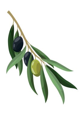 Zeytin ağaçları yapraklarla, yeşil ve siyah meyvelerle dallanır. Vejetaryen organik doğal ürün. Vektör çizim bitkisi beyaz arkaplanda izole edildi.