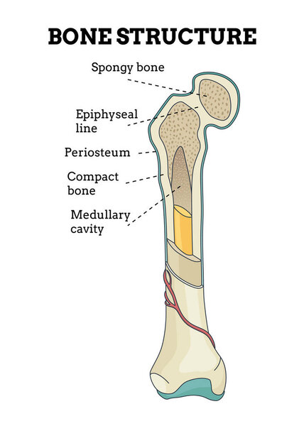 Структура костей. Дизайн постера по биологии. Схема анатомии человеческих костей. Плоская векторная иллюстрация с подробной информацией на белом фоне.