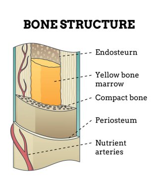 Kemik yapısı. Biyolojik eğitici poster tasarımı. İnsan kemiği anatomisi entrikası. Beyaz arkaplanda izole edilmiş ayrıntılı bilgiye sahip düz vektör illüstrasyonu.