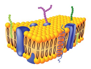 Glikoprotein, entegral protein, glikolipit ve kolesterollü hücre zarı anatomik yapısı. Vektör illüstrasyonu.