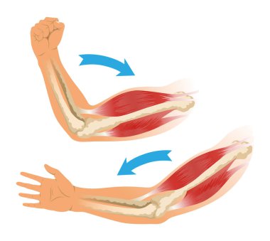 İskeletli kol kasları. Beyaz arka planda insan elinin kas gerilimi. Erkek siluetinde kemikler ve eklemler. Klinik ya da hastane için el illüstrasyonu.