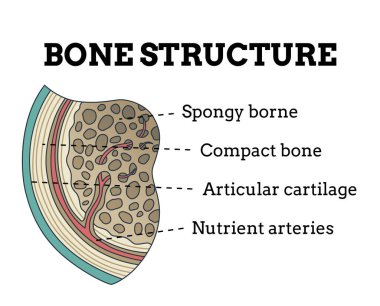 Kemik yapısı. Biyolojik eğitici poster tasarımı. İnsan kemiği anatomisi entrikası. Beyaz arkaplanda izole edilmiş ayrıntılı bilgiye sahip düz vektör illüstrasyonu.