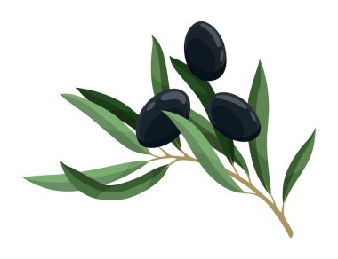 Zeytin ağaçları yapraklar ve siyah meyvelerle dallanır. Vejetaryen organik doğal ürün. Vektör çizim bitkisi beyaz arkaplanda izole edildi.