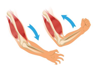 İskeletli kol kasları. Beyaz arka planda insan elinin kas gerilimi. Erkek siluetinde kemikler ve eklemler. Klinik ya da hastane için el illüstrasyonu.