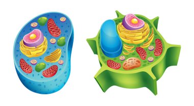 Hem hayvan hem de bitki hücrelerinin temel bileşenlerini gösteren kapsamlı ve ayrıntılı bir illüstrasyon.
