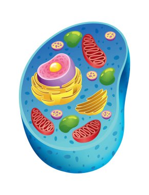 Detaylı eğitici diyagramı ve etiketli gerçekçi vektör çizimi olan hayvan hücre anatomisi bilgi grafikleri.