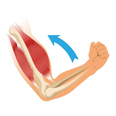İskeletli kol kasları. Beyaz arka planda insan elinin kas gerilimi. Erkek siluetinde kemikler ve eklemler. Klinik ya da hastane için el illüstrasyonu.