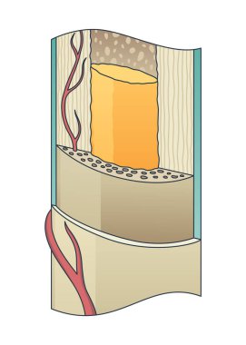 Kemik yapısı. Biyolojik eğitici poster tasarımı. İnsan kemiği anatomisi entrikası. Düz vektör çizimi beyaz arkaplanda izole edildi.