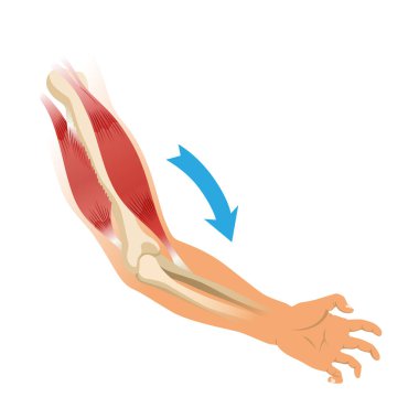 İskeletli kol kasları. Beyaz arka planda insan elinin kas gerilimi. Erkek siluetinde kemikler ve eklemler. Klinik ya da hastane için el illüstrasyonu.