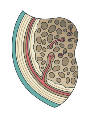 Kemik yapısı. Biyolojik eğitici poster tasarımı. İnsan kemiği anatomisi entrikası. Düz vektör çizimi beyaz arkaplanda izole edildi.