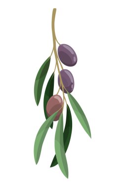 Zeytin ağaçları yapraklar ve meyvelerle dallanır. Vejetaryen organik doğal ürün. Vektör çizim bitkisi beyaz arkaplanda izole edildi.