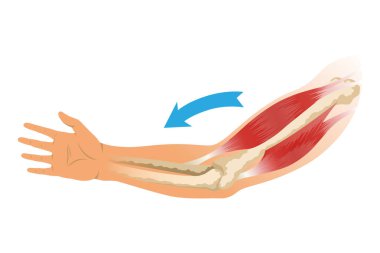 İskeletli kol kasları. Beyaz arka planda insan elinin kas gerilimi. Erkek siluetinde kemikler ve eklemler. Klinik ya da hastane için el illüstrasyonu.