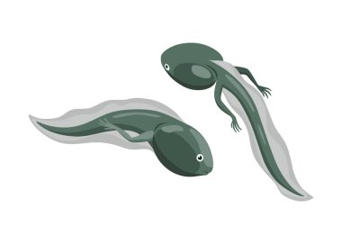 Kurbağa yaşam döngüsü aşaması. Kurbağa yavrusu. Vahşi su hayvanı, gelişen kurbağalar. Amfibi illüstrasyonu. Beyaz arkaplanda elle çizilmiş renkli diyagram.