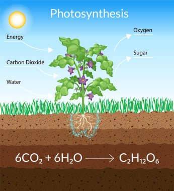 Fotosentez işlemi. Ağaç yağmur ve güneş kullanarak oksijen üretir. Bitkide fotosentez sürecini gösteren diyagram. Düz tarzda eğitim için renkli biyoloji şeması.