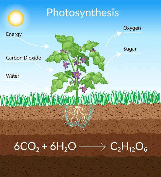 Fotosentez işlemi. Ağaç yağmur ve güneş kullanarak oksijen üretir. Bitkide fotosentez sürecini gösteren diyagram. Düz tarzda eğitim için renkli biyoloji şeması.