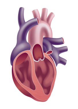 İnsan kalbinin detaylı anatomik görüntüsü karmaşık yapısını ve birbirine bağlı kan damarlarını gözler önüne seriyor.