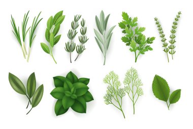 Şeffaf arka planda geniş bir bitki seti, izole nesneler, popüler mutfak bitkileri, doğal sağlık hizmetleri, nane ve biberiye, fesleğen, kekik, maydanoz, defne yaprağı, kekik ve adaçayı..