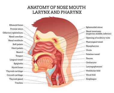 Burun ağız gırtlağı anatomisi. İnsan Boğazı ve Ağzı Araştırma ve Araştırma İçin Kapsamlı ve Detaylı Anatomi.