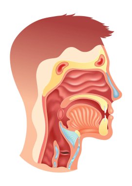 Burun ağız gırtlağı anatomisi. İnsan Boğazı ve Ağzı Araştırma ve Araştırma İçin Kapsamlı ve Detaylı Anatomi.