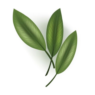 Üç canlı yeşil yaprağın detaylı bir yakın çekimi güzel bir şekilde, beyaz bir arka plana yerleştirilmiş, hoş bir görsel karşıtlık yaratıyor.