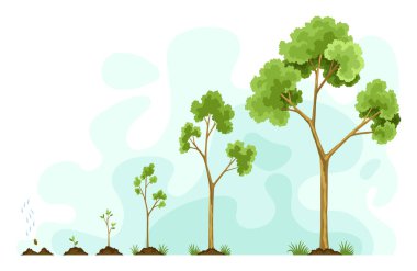 Ağaçların tohumdan tohuma büyümesini sağlar. Tohumları bulut yağmurundan suluyorum. Küçükten büyüğe kadar ağaç koleksiyonu. Yaprak büyütme basamakları olan yeşil ağaç. İş döngüsü gelişiminin gösterimi.