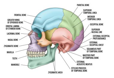 İnsan kafatası anatomisi. Kafatası renginde parçalar. Taslak dikişler. Elmacık kemiği, burun, üst çene kemiği, şakak lacrimal çene ön kafatası oksipital. Beyin koruması. Vektör illüstrasyonu.