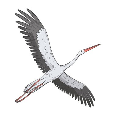 Turna kuşu gerçekçi, yüksek kalite detaylar. Vektör illüstrasyonu.