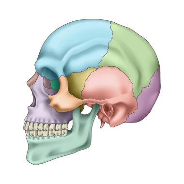 İnsan kafatası anatomisi. Kafatası renginde parçalar. Taslak dikişler. Elmacık kemiği, burun, üst çene kemiği, şakak lacrimal çene ön kafatası oksipital. Beyin koruması. Vektör illüstrasyonu.