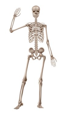 İnsan iskeletinin ön görüntüsü. Vektör illüstrasyonu.
